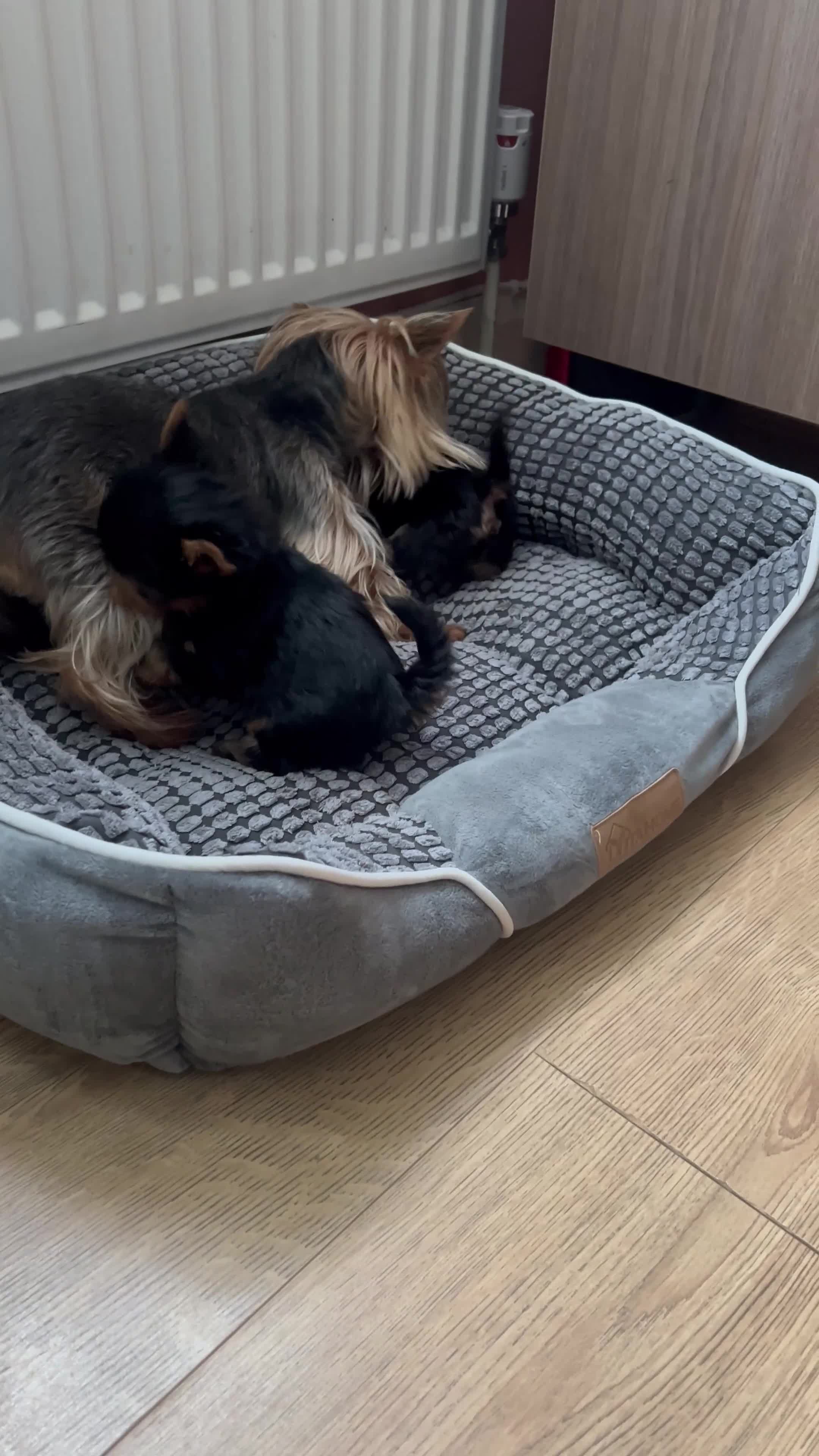 Yorkshire Terrier dogs for sale: Baby face mini pedigree YORKIE pups - Video 1
