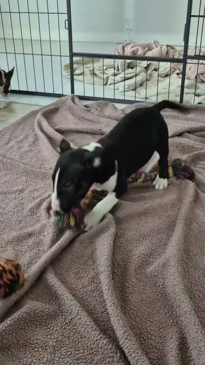 Miniature Bull terrier dogs for sale: Ready to leave!Top quality mini bull terrier pups  - Video 1