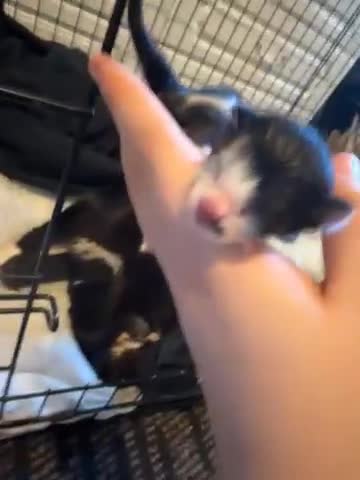 Mixed Breed cats for sale: Mixed breed, mum is ragdol cross  - Video 1