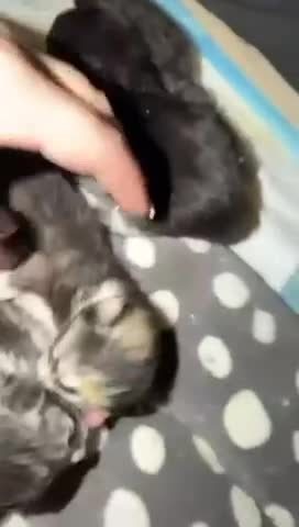 Maine Coon cats for sale: Maine Coon Kittens - Video 4