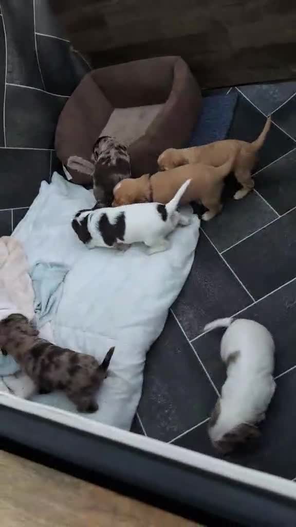 Cocker Spaniel dogs for sale: Beautiful Cocker Spaniel Puppies  - Video 1