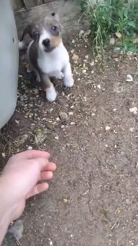 Jack Russell dogs for sale: Jack Russell puppy for sale - Video 1