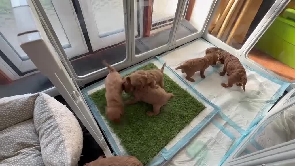 Cavapoo dogs for sale: Adorable F1 Cavapoo puppies in Maidstone - Video 1