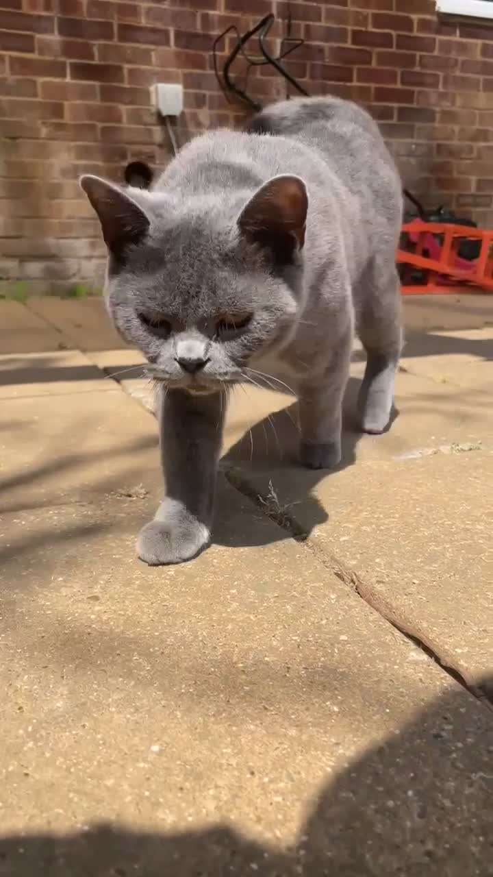 British Shorthair cats for sale: Female BritishShorthair!  in Maidstone - Video 1
