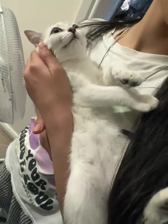 British Shorthair cats for sale: Beautiful kittens  - Video 4
