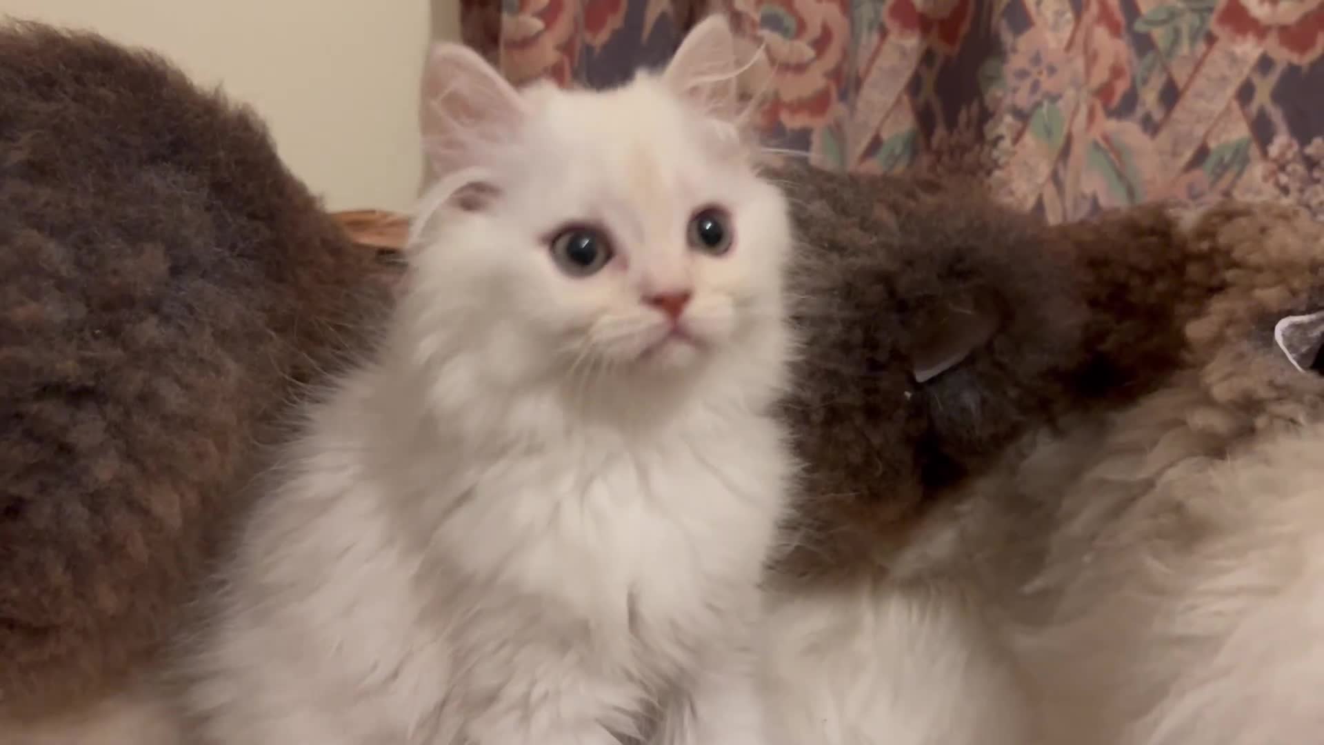 Munchkin cats for sale: Sweet Friendly Munchkins 🤗 - Video 1