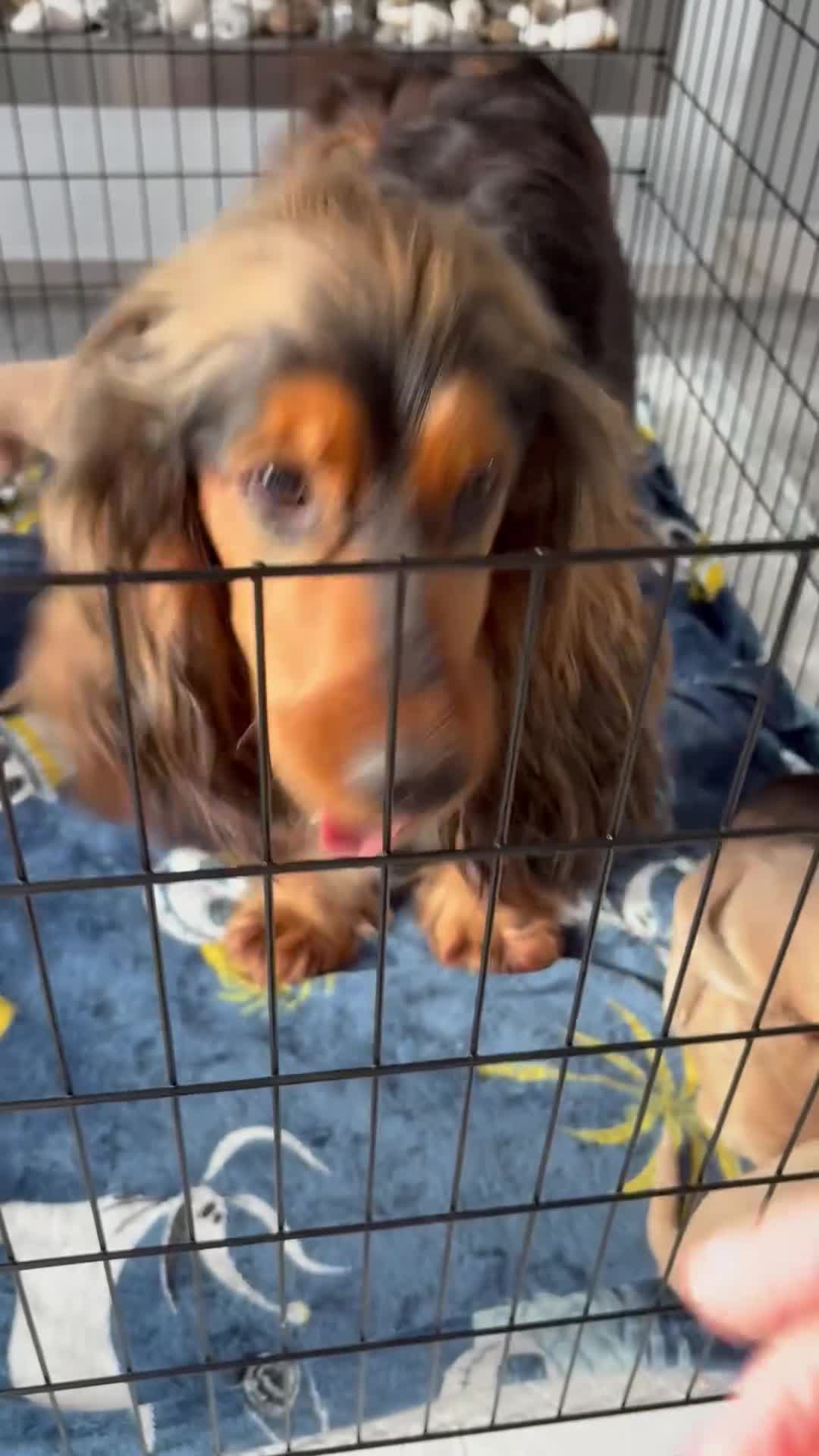 Cocker Spaniel dogs for sale: cocker spaniel puppies  - Video 1
