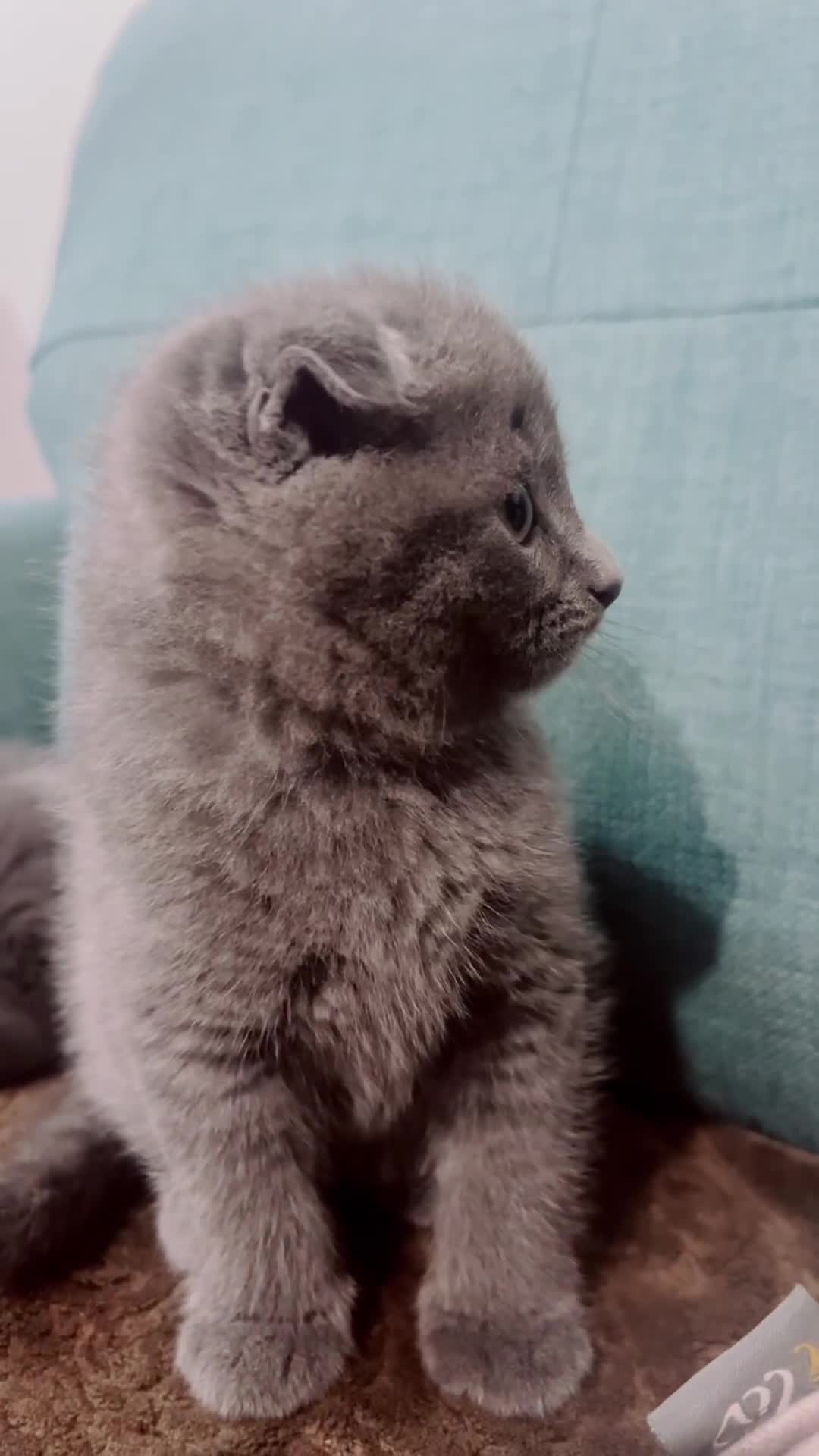 Scottish Fold cats for sale: Scottish-fold Kittens   - Video 5