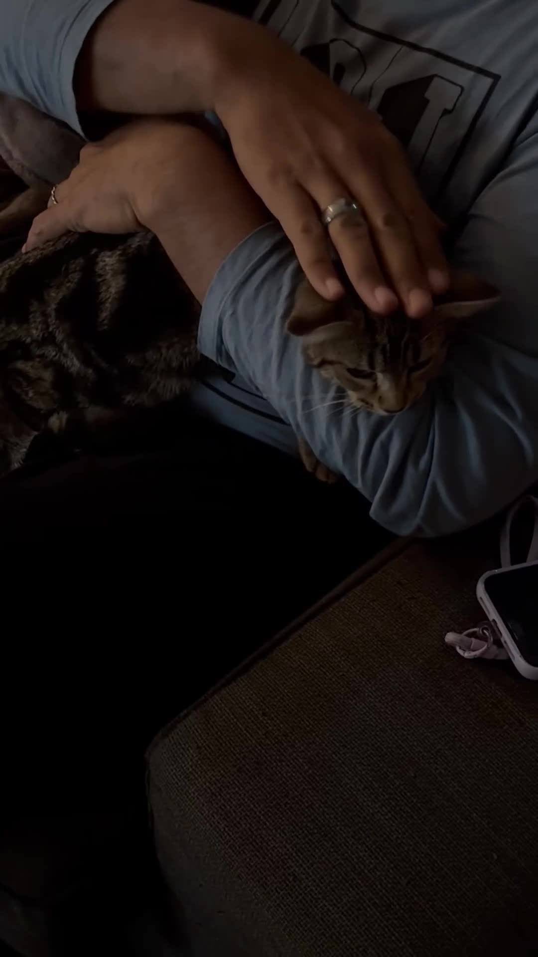 Mixed Breed cats for sale: 7 month female kitten for sale - Video 1