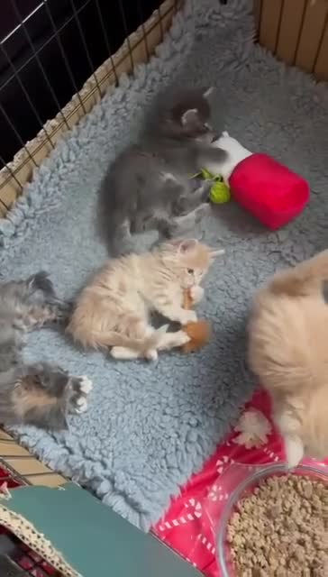 Maine Coon cats for sale: Purebred Maine Coons Looking For A Loving Home 😻 - Video 1