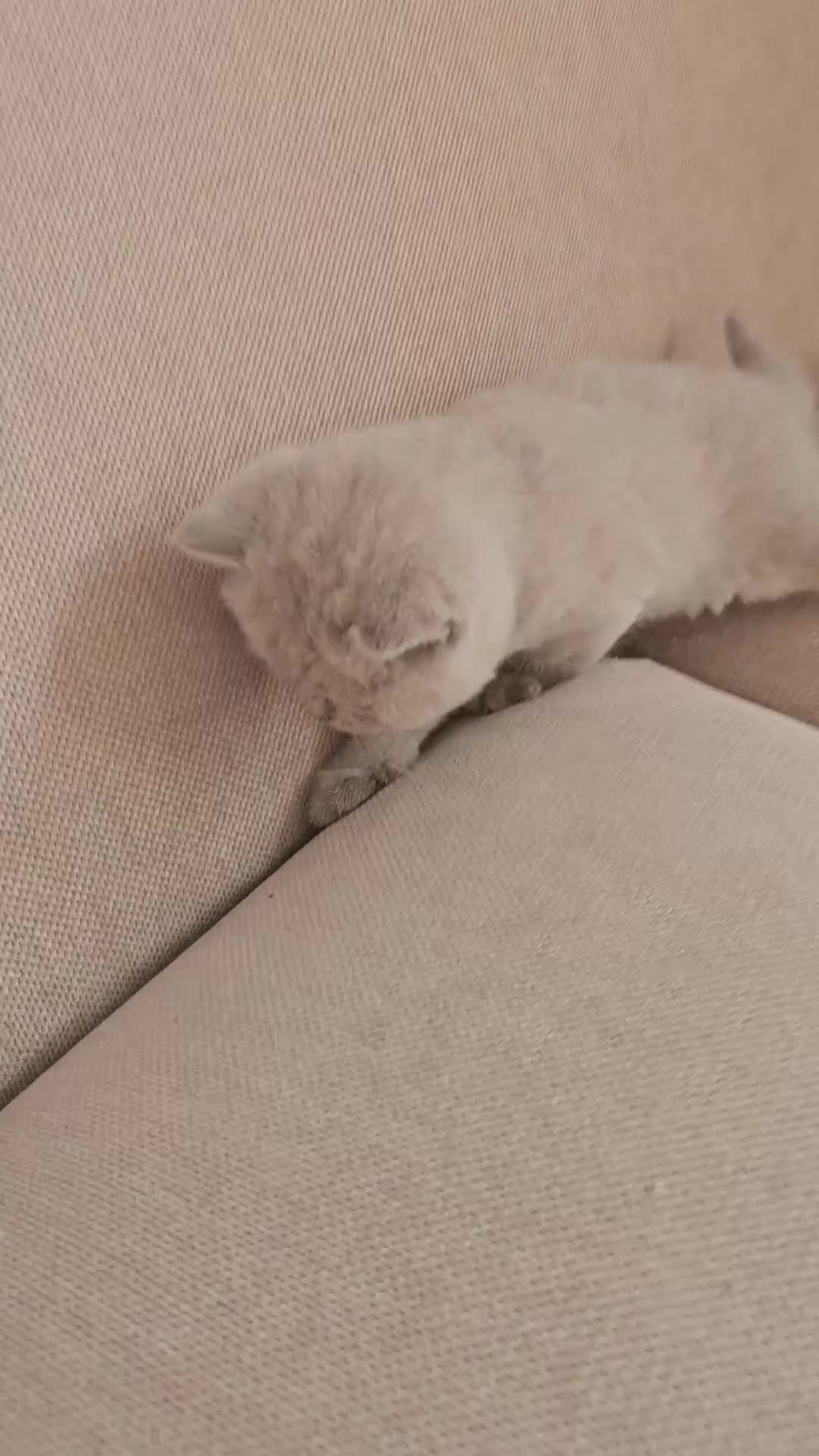 British Shorthair cats for sale: GCCF BSH Lovely Kittens - Video 4