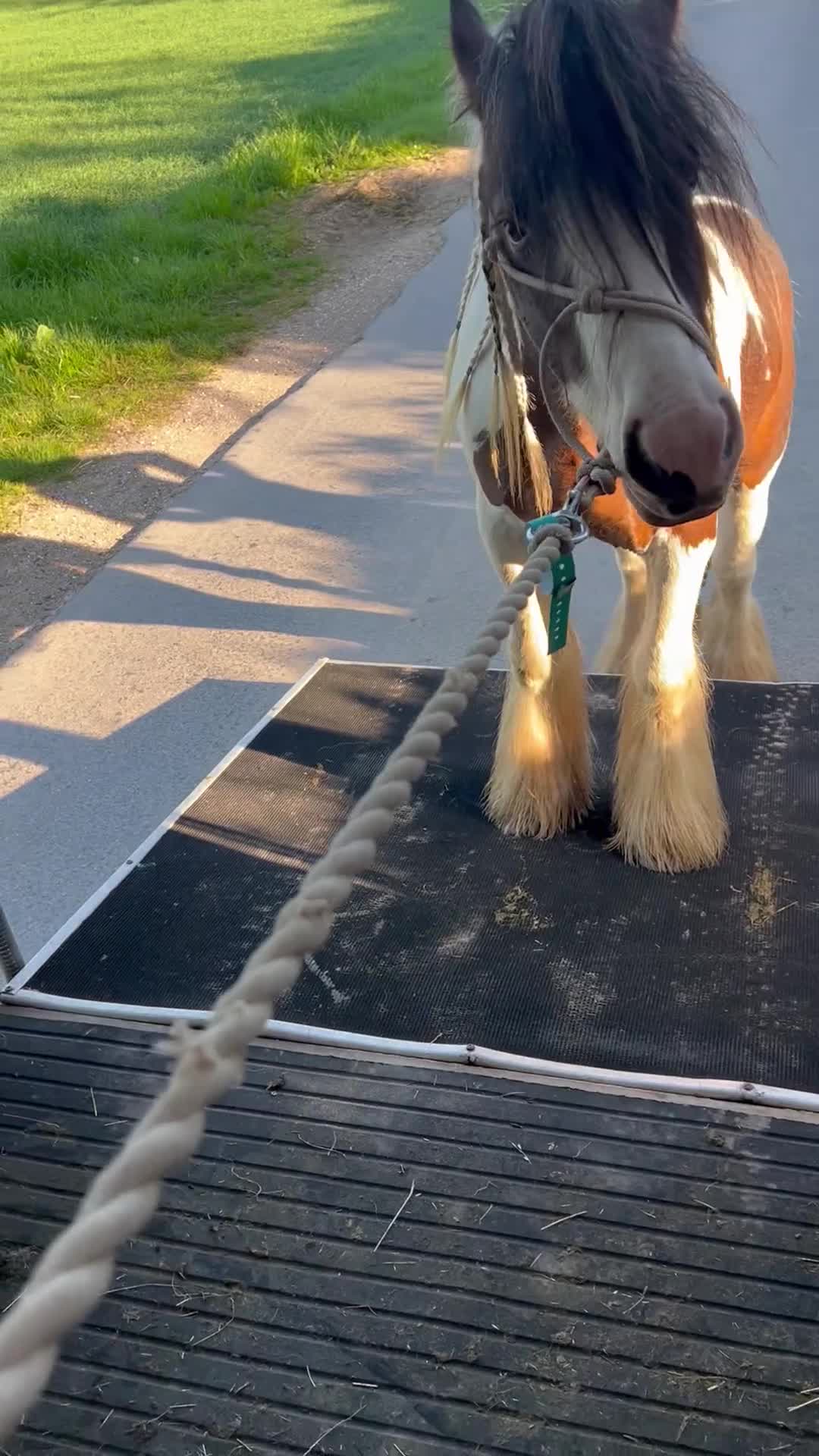 Irish Cob horses for sale: 2 year old 12hh cob - Video 1