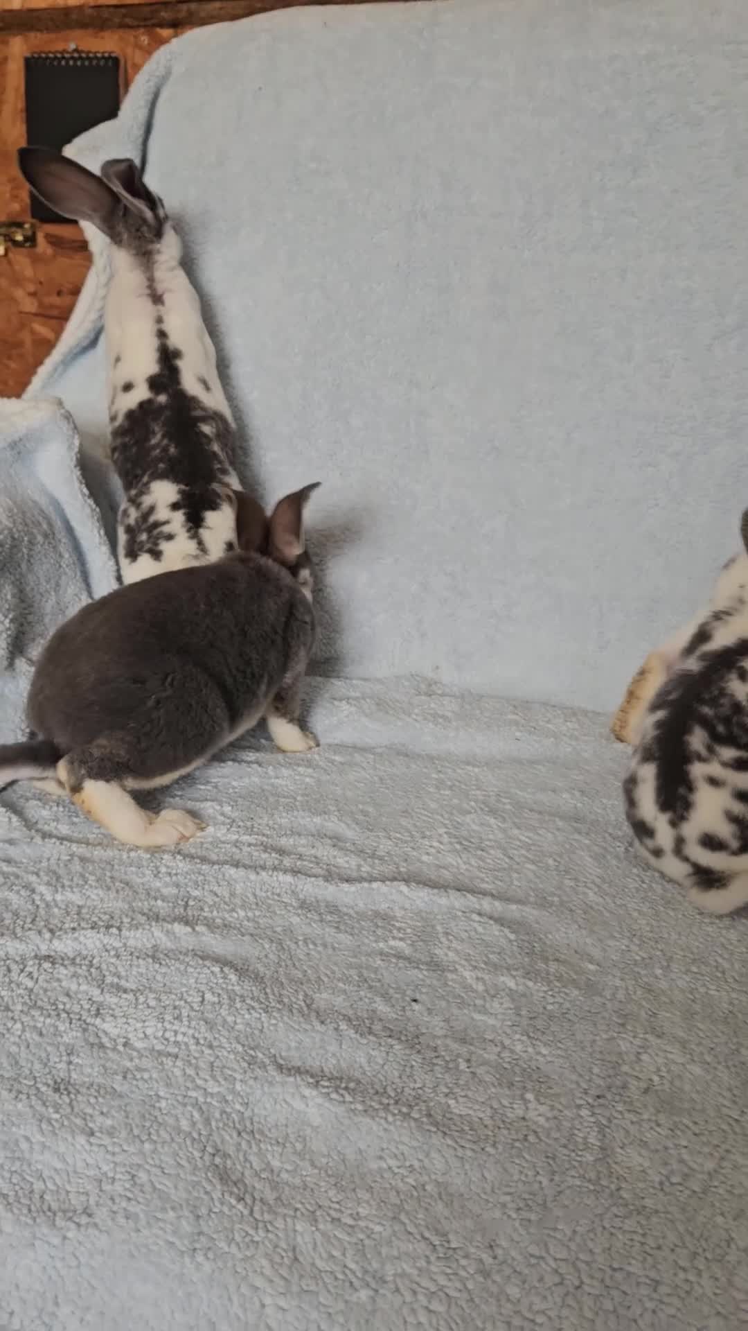 Rex rabbits for sale: Blue and Broken Butterfly Mini Rexes - Video 1