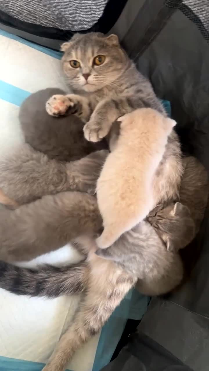 Scottish Fold cats for sale: Scottish Fold x British Shorthair Kittens  - Video 1
