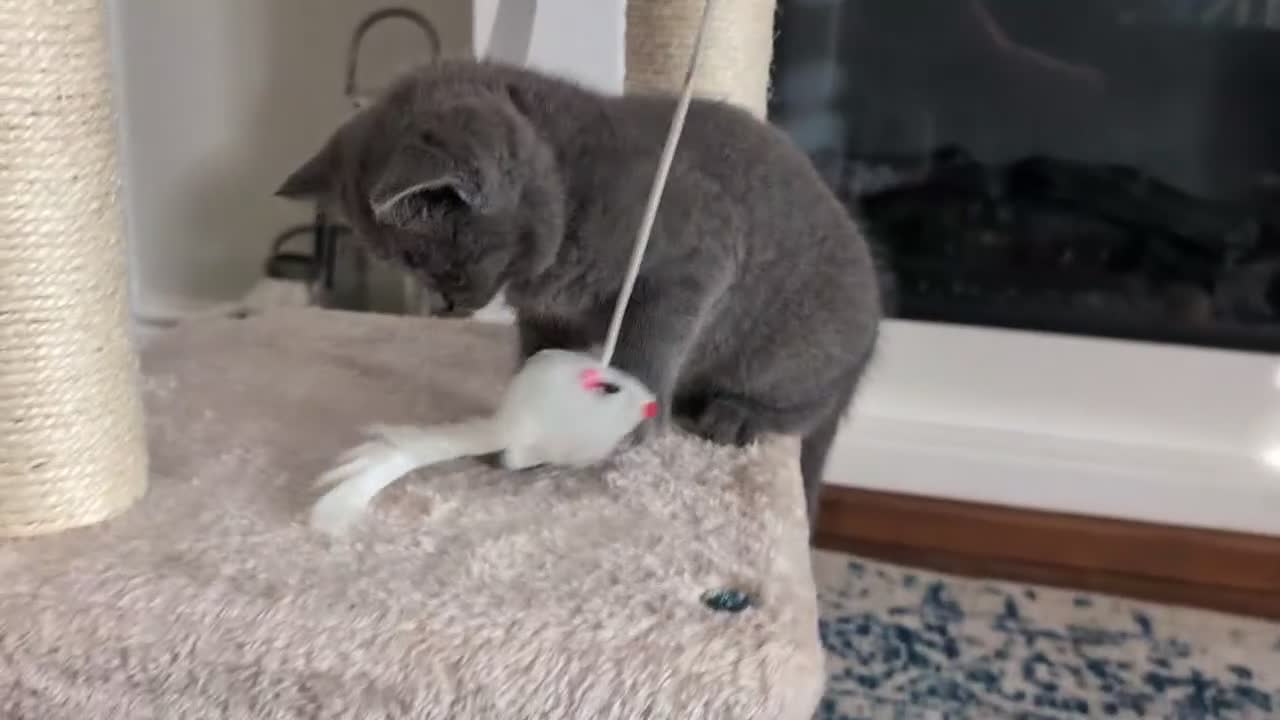 British Shorthair cats for sale: ❤️❤️Stunning GCCF Beautiful BSH kittens ❤️❤️  - Video 2