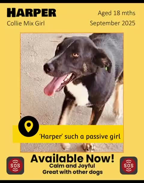 Mixed Breed dogs for adoption: Harper, 18 months. Available for adoption. - Video 1