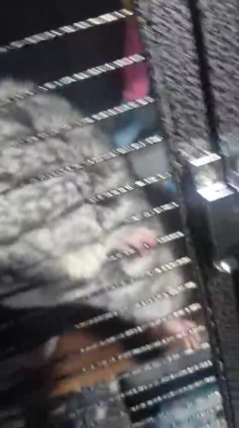 Chinchilla rodents for sale: Baby chinchilla 11 weeks old - Video 2