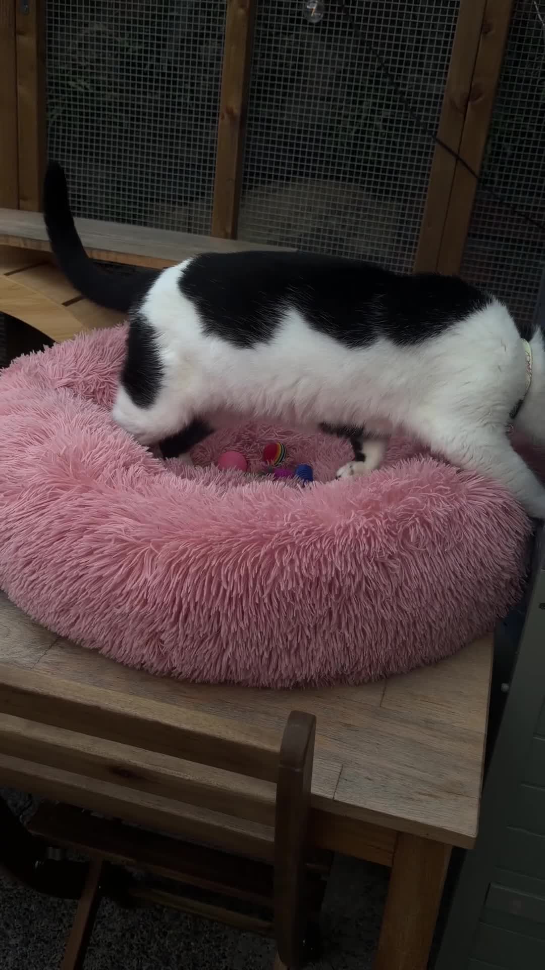 Domestic Shorthair cats for sale: Calm Domestic Shorthair  Male – Indoor Only - Video 1