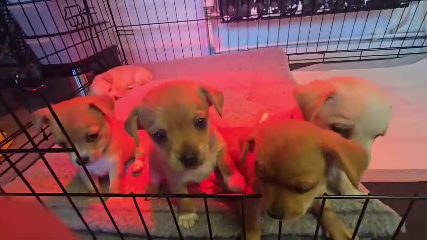 Mixed Breed dogs for sale: Beautiful Jack Russel X Chihuahua  - Video 1