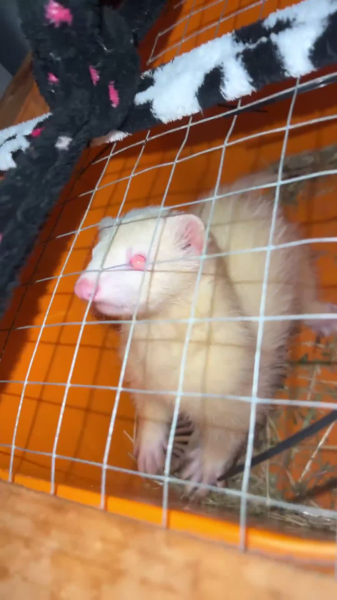 Ferret rodents for sale: Male ferret  - Video 1