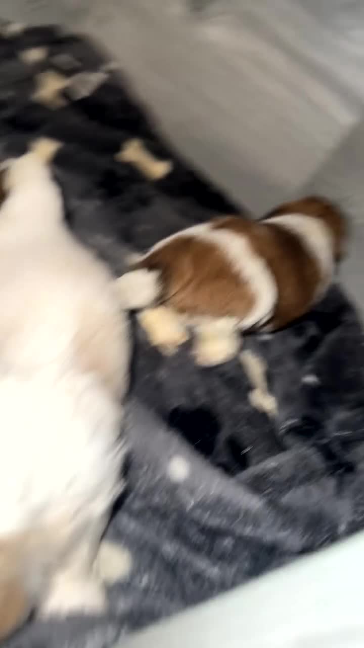 Shih Tzu dogs for sale: Stunning imperial shih tzu puppies  - Video 1