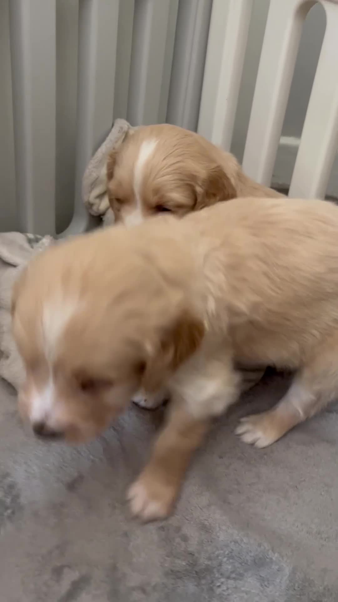 Mixed Breed dogs for sale: Beautiful Golden Cockapoo Retrieve puppies - Video 2