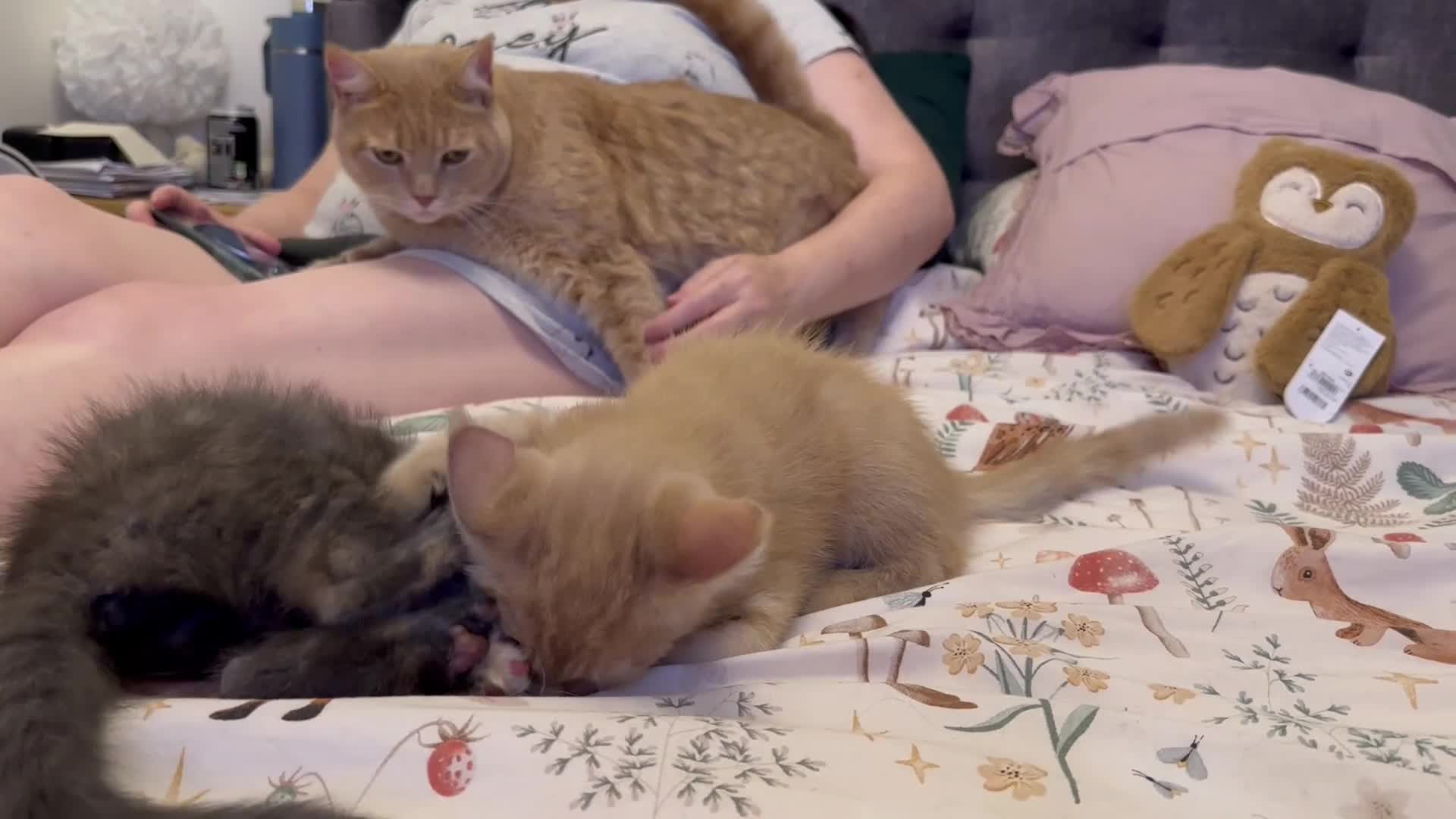Maine Coon cats for sale: Mainecoon x British shorthair  - Video 1