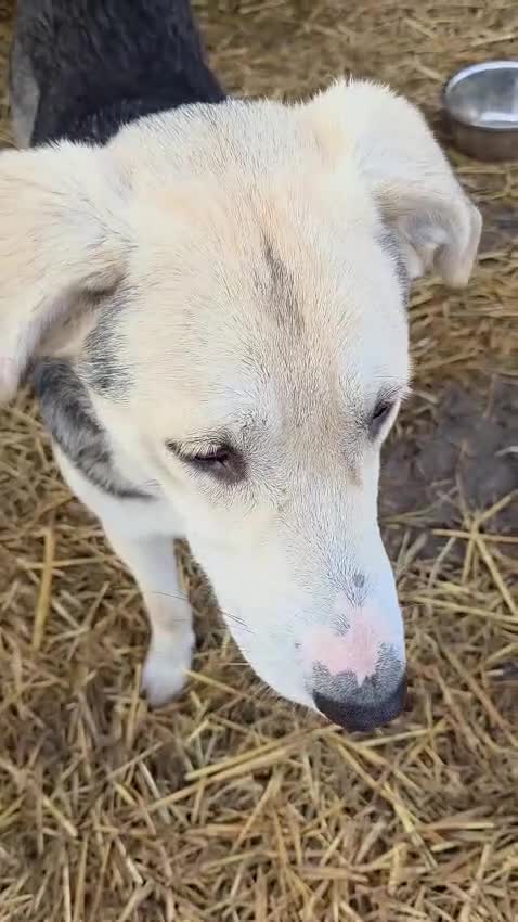 Mixed Breed dogs for adoption: RICKY - a superb young boy for a Loving Home - Video 4