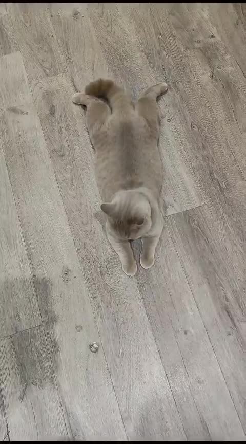 British Shorthair cats for sale: British Shorthair Female Cat  - Video 1