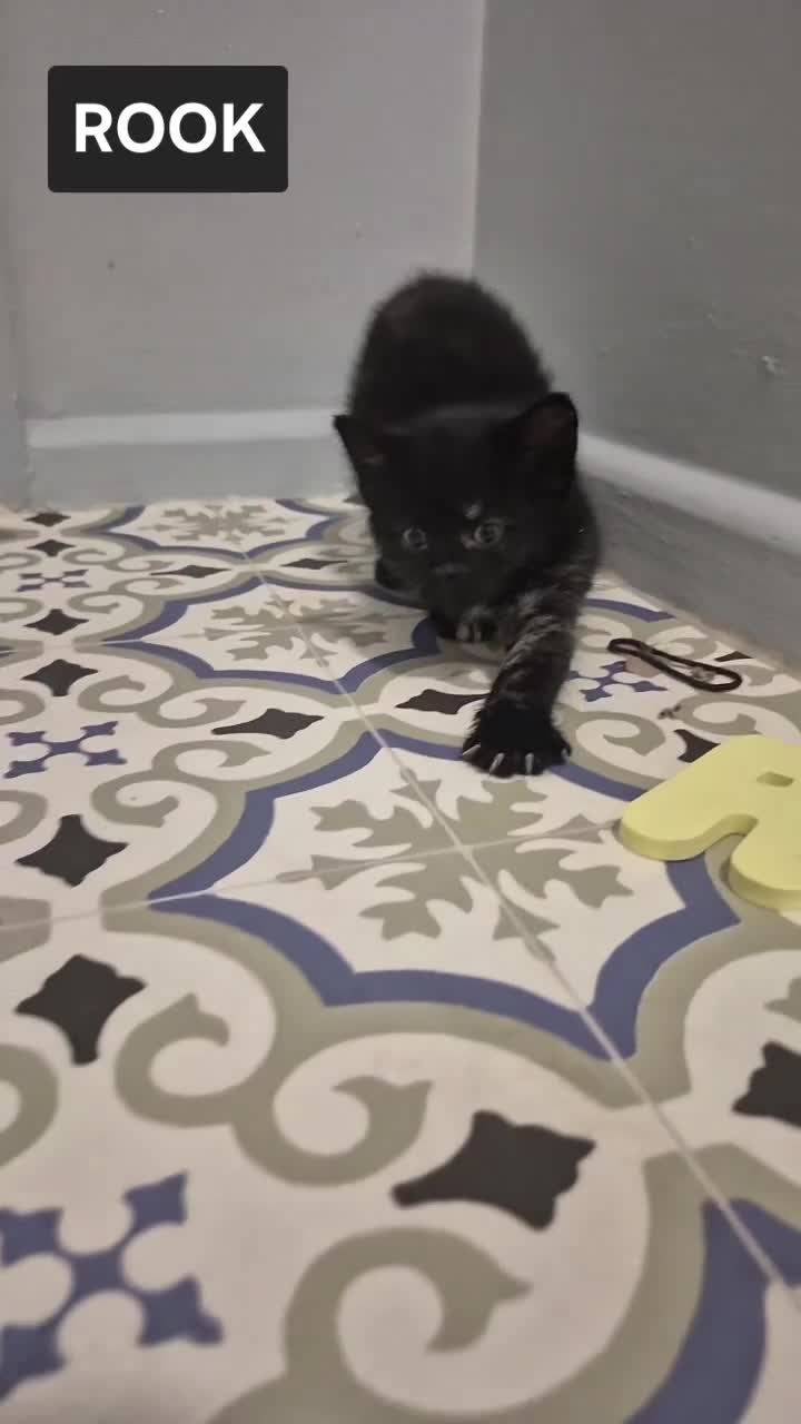 Mixed Breed cats for sale: Kittens - Video 5