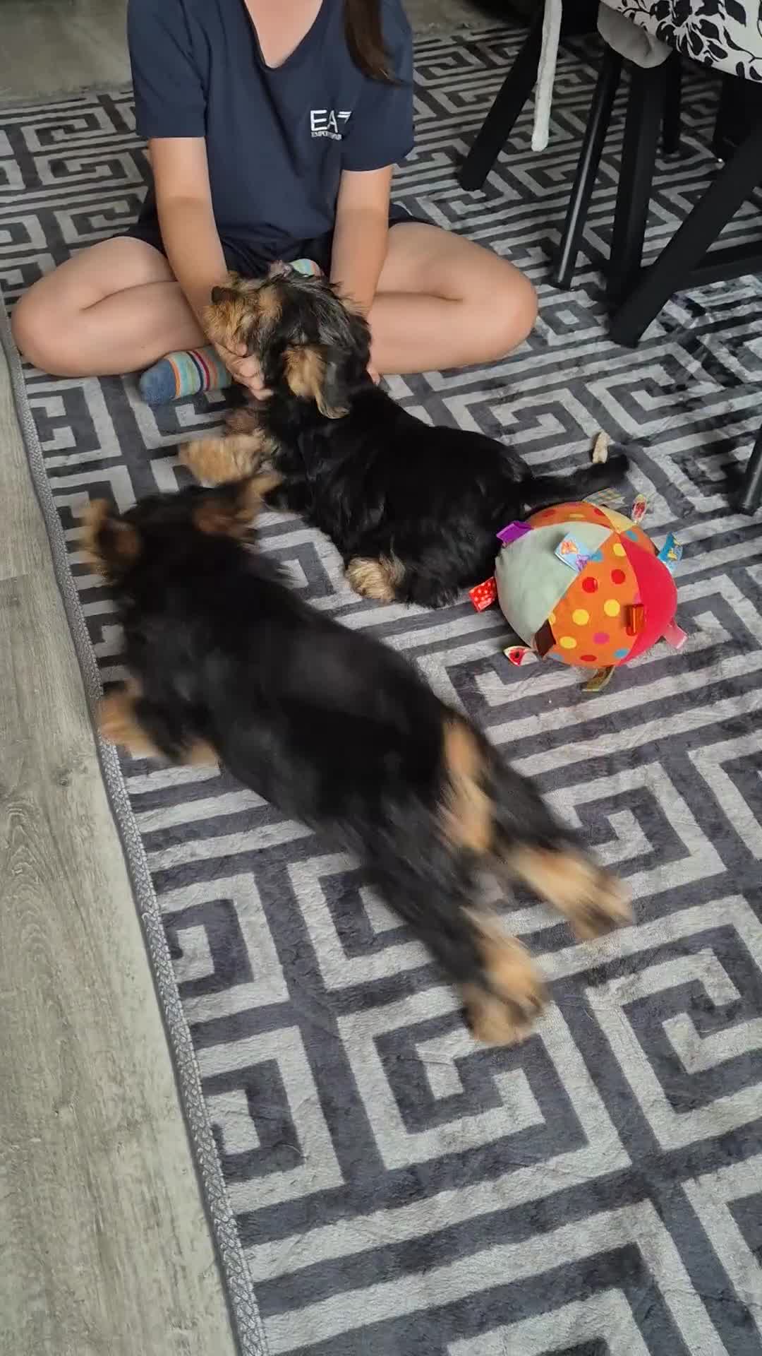Yorkshire Terrier dogs for sale: ❤️ READY TO NEW HOME❤️Small Yorkshire Terrier Boy - Video 4