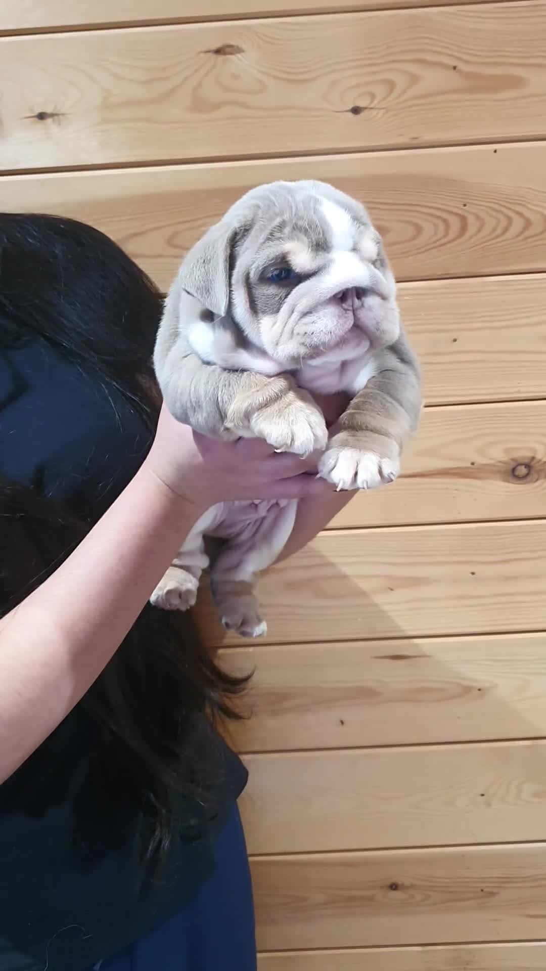 English Bulldog dogs for sale: Stunning English bulldog - Video 2