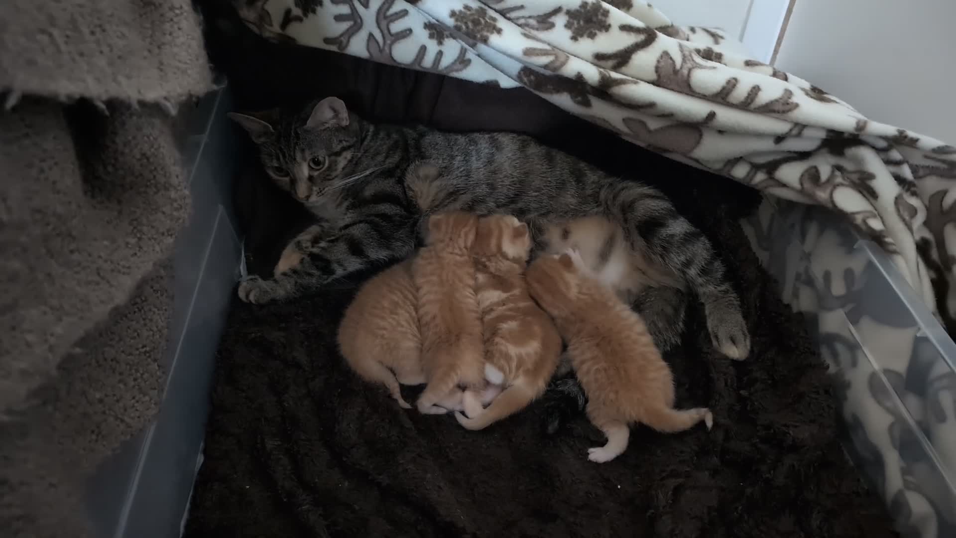 Mixed Breed cats for sale: 4 Beautiful Ginger Kittens - Video 1