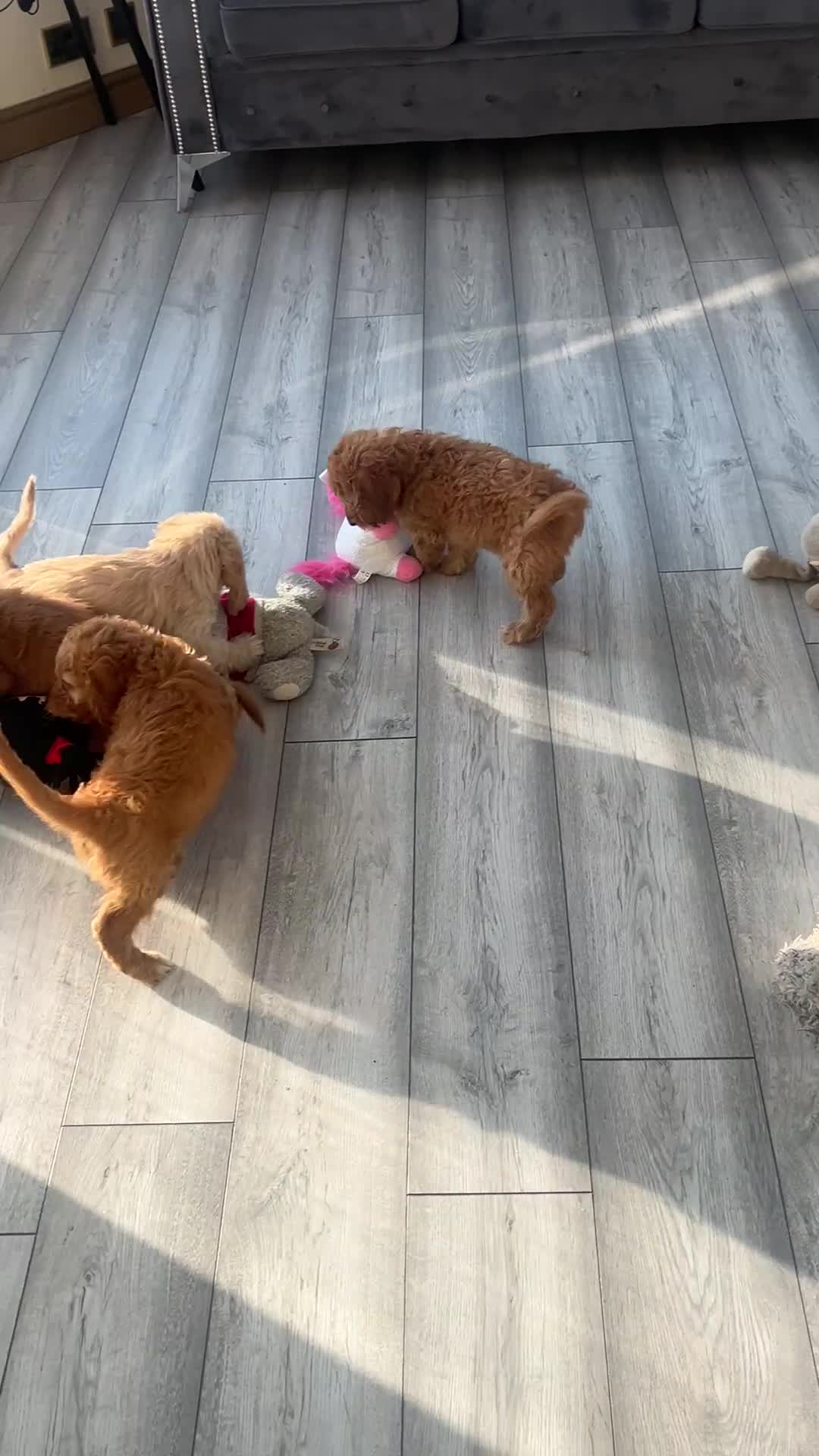 Cockapoo dogs for sale: F1 golden cockapoo puppies  - Video 3