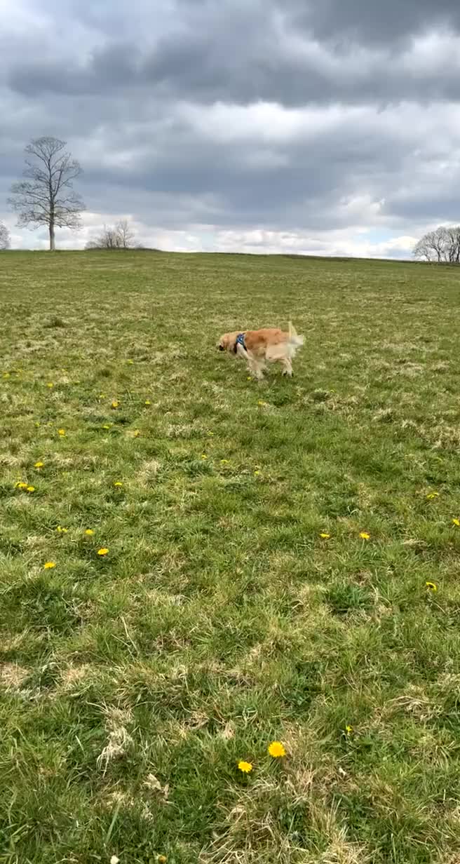 Golden Retriever dogs for stud: KC Registered Golden Retriever Stud Available  in Llanelli - Video 1