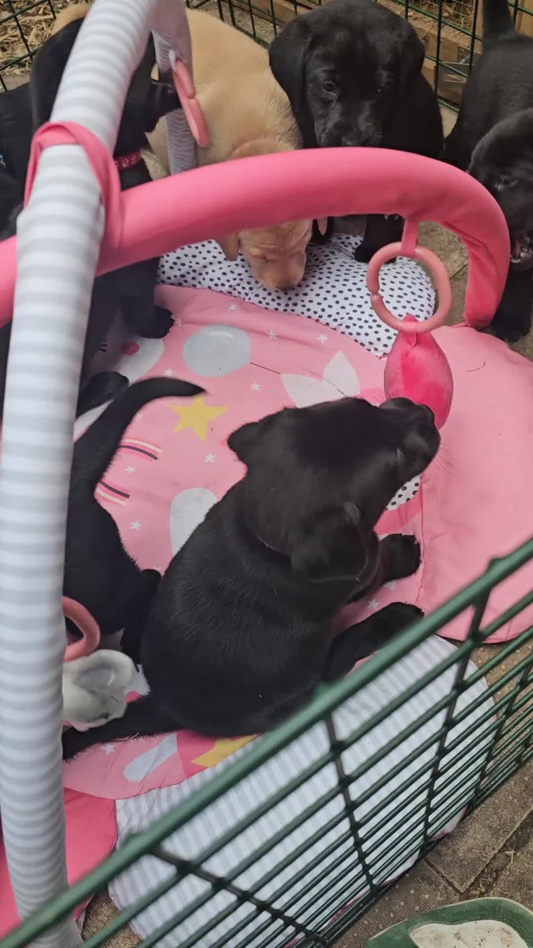 Labrador Retriever dogs for sale: 7 Labrador Pups **1 Bitch Left** Read Ad in York - Video 2
