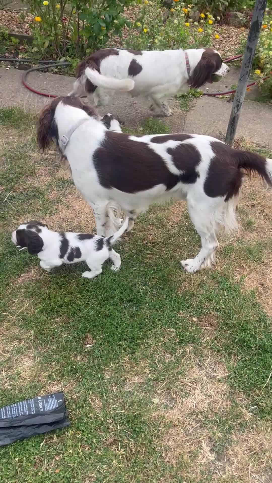English Springer Spaniel dogs for sale: English Springer Spaniels white and liver girls in Thirsk - Video 1