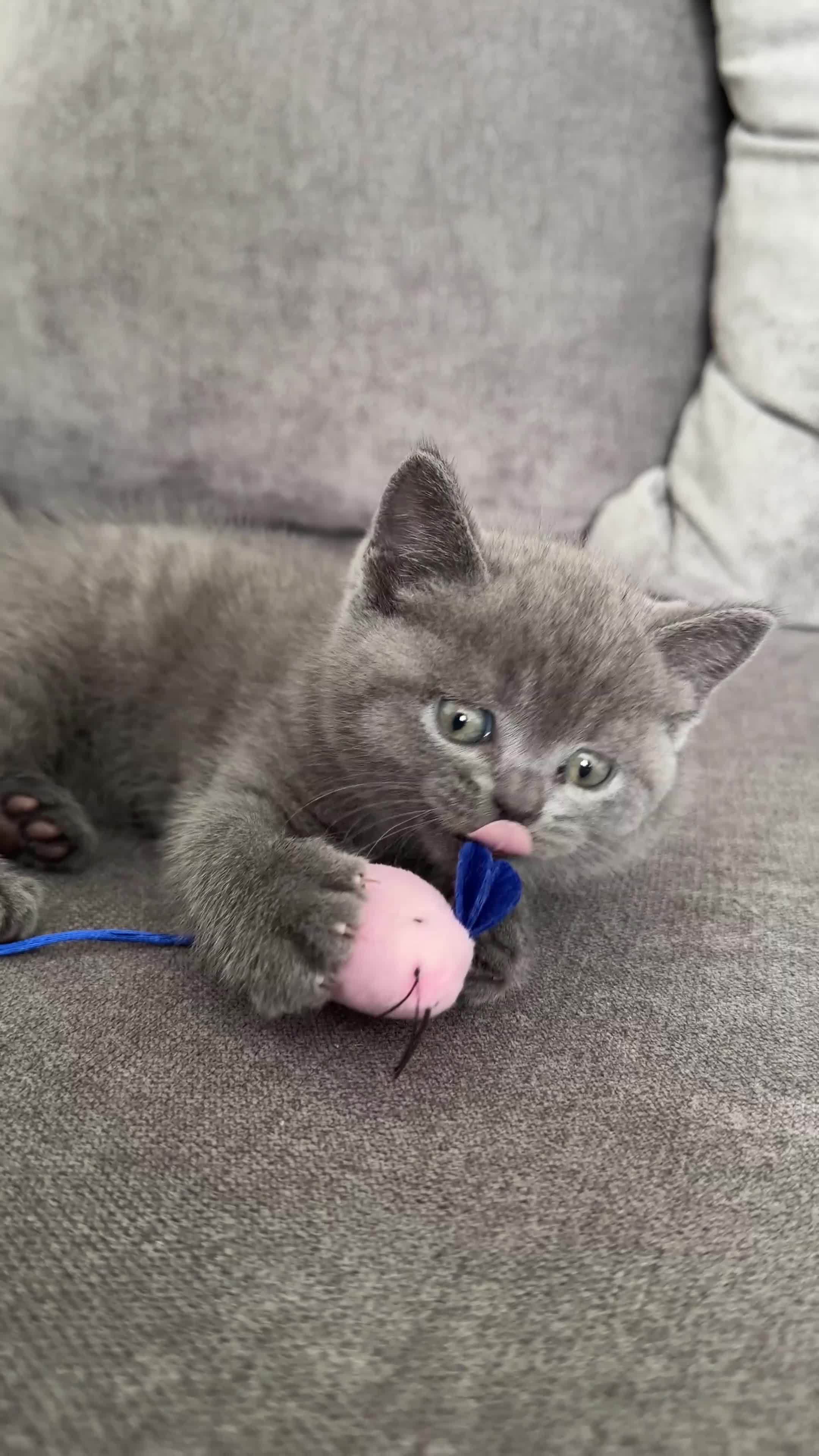 British Shorthair cats for sale: British Shorthair Kittens for Sale – 5 Available! - Video 3