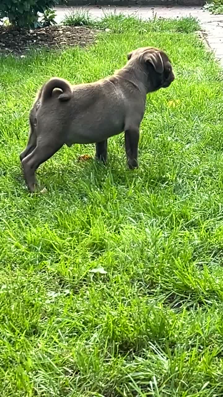 Pug dogs for sale: Beautiful chocolate PUG puppies ❤️ Ready Now ❤️ - Video 2