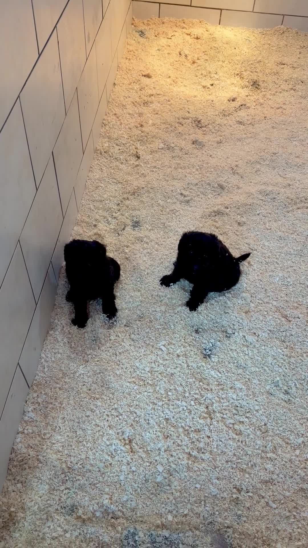 Labradoodle dogs for sale: Miniature Labradoodles- from experienced breeder - Video 1
