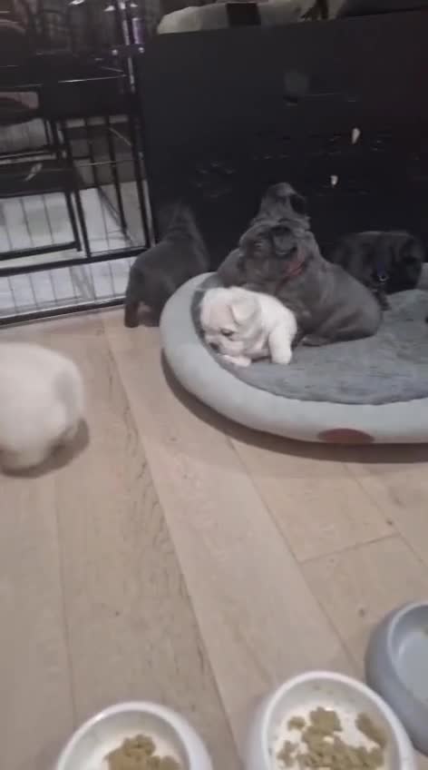 French Bulldog dogs for sale: Exceptional French Bulldog Puppies - Video 2