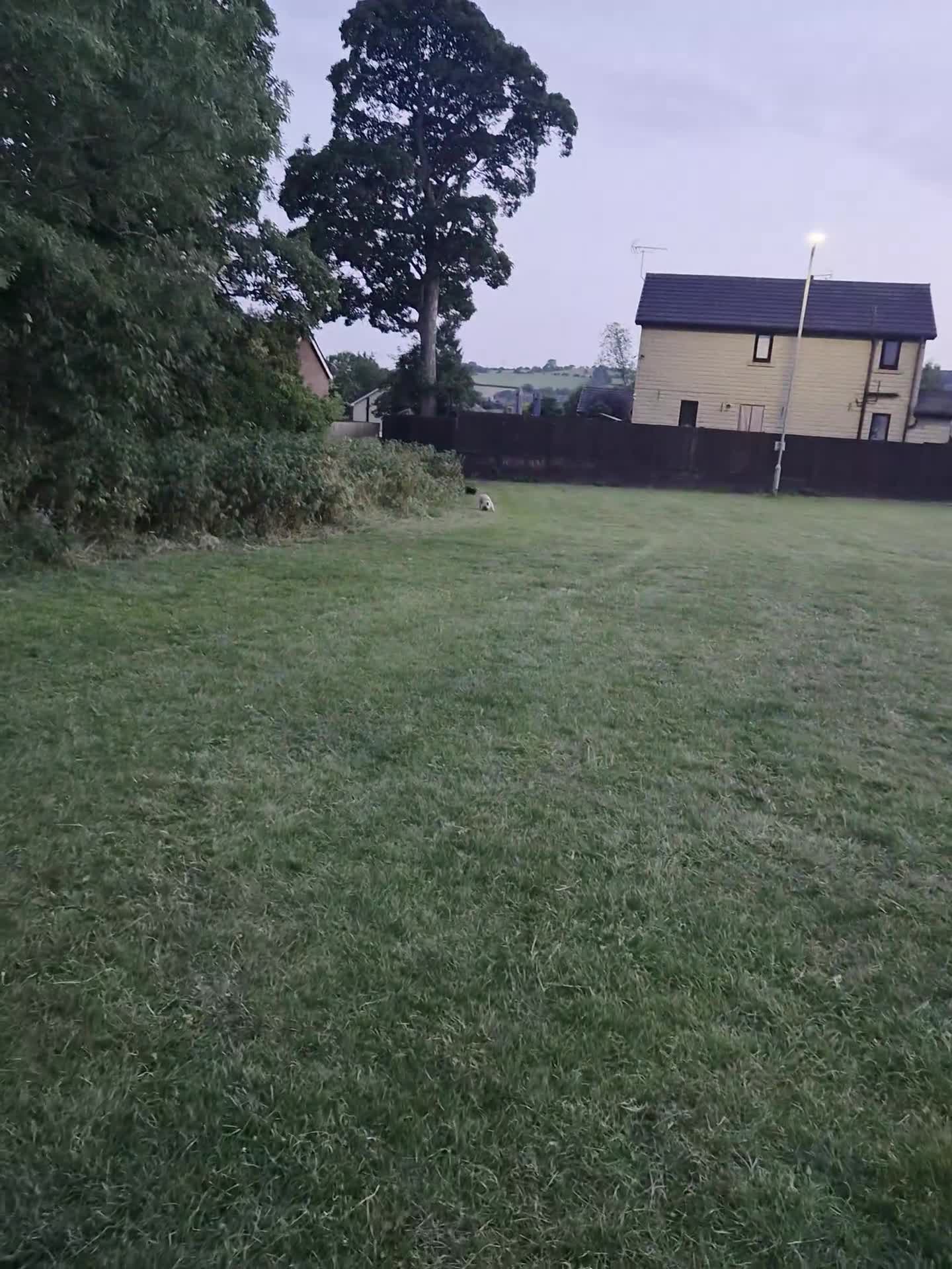 Mixed Breed dogs for sale: Rottie / Terrier mix in Hyde - Video 1
