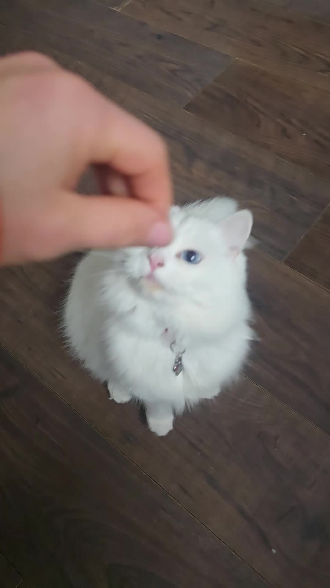 Turkish Angora cats for sale: Cute White Turkish Angora kittens / mixed eyes !  - Video 2