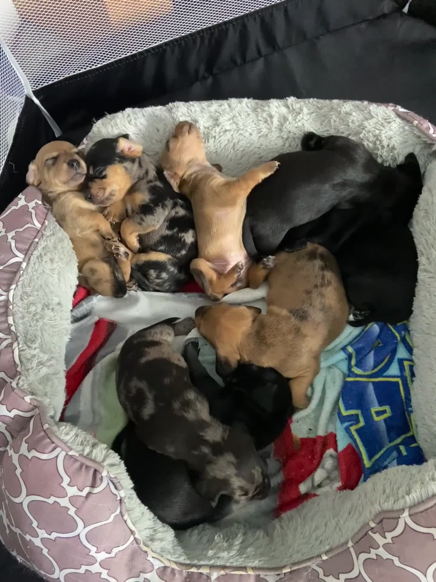Mixed Breed dogs for sale: Dachshund cross Patterdale - Video 3