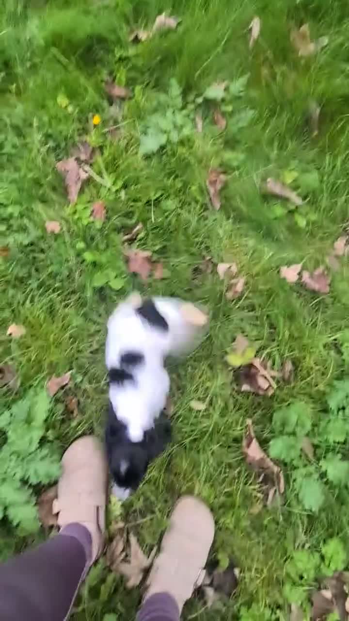Cocker Spaniel dogs for sale: Beautiful cocker Spaniel pups  - Video 2