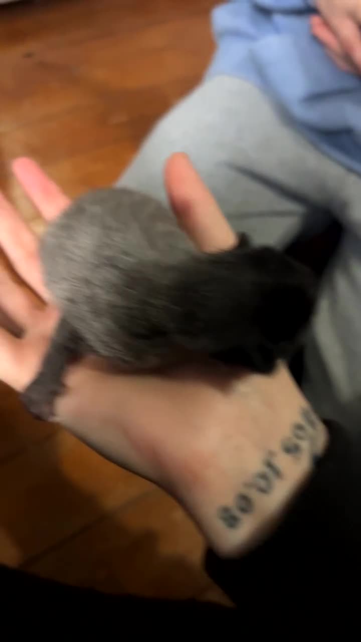 British Longhair cats for sale: Two beautiful kittens  - Video 2
