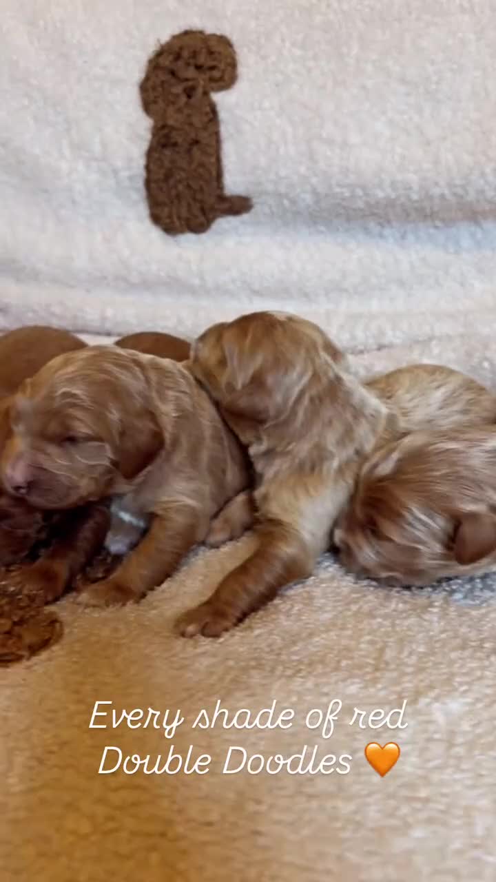 Double Doodle dogs for sale: Stunning Miniature Double Doodles - Video 1