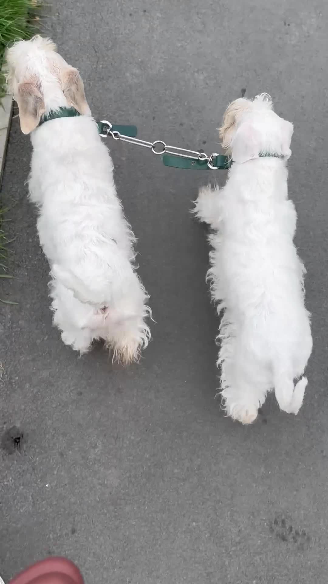 Sealyham Terrier dogs for sale: Male Sealyham Terrier  - Video 2