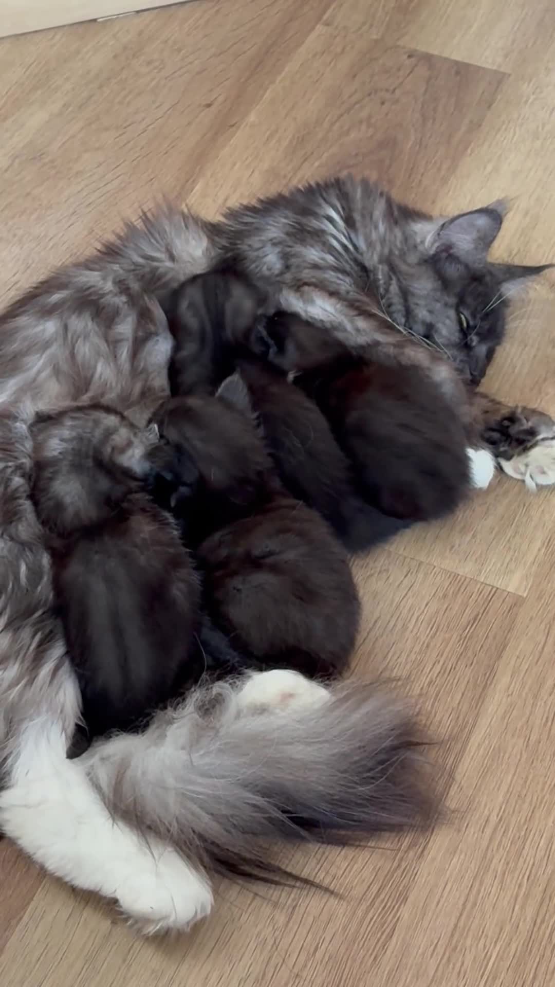 Maine Coon cats for sale: Polydactyl Maincoon cross  - Video 1