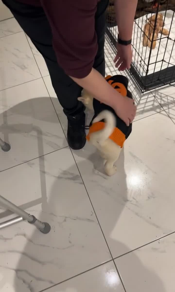 Akita dogs for sale: Beautiful Huskita female puppy for sale  - Video 1